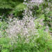 Thalictrum delavayi `Splendide` delavay ängelhein (1)