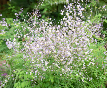 Thalictrum delavayi `Splendide` delavay ängelhein (2)