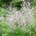 Thalictrum delavayi `Splendide` delavay ängelhein (2)