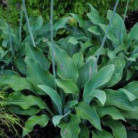 1425_4303_Hosta_Krossa_Regal_.jpg