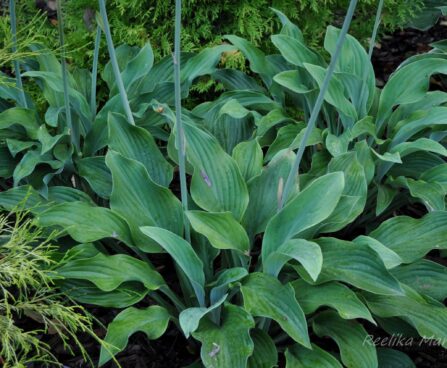 1425_4303_Hosta_Krossa_Regal_.jpg