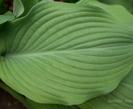 1425_8463_Hosta_Krossa_Regal__2.JPG