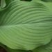 1425_8463_Hosta_Krossa_Regal__2.JPG