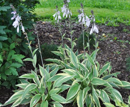 1426_4406_Hosta_Lakeside_Dragonfly.jpg