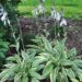 1426_4406_Hosta_Lakeside_Dragonfly.jpg