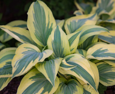 1426_6279_Hosta_Lakeside_Dragonfly.jpg