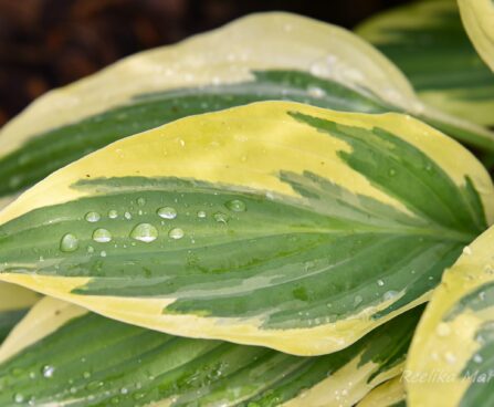 1426_7490_Hosta_Lakeside_Dragonfly__2.JPG