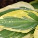 1426_7490_Hosta_Lakeside_Dragonfly__2.JPG