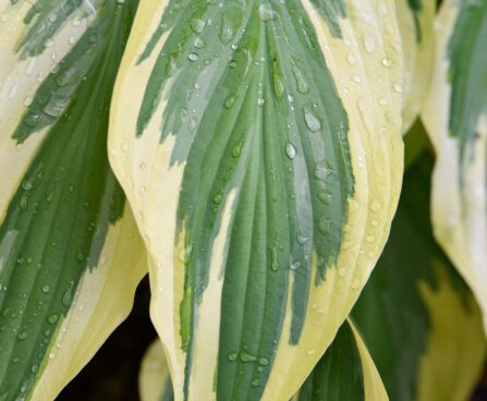 1426_7491_Hosta_Lakeside_Dragonfly_.JPG
