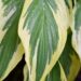 1426_7491_Hosta_Lakeside_Dragonfly_.JPG