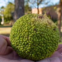 Maclura pomifera harilik makluura (2)