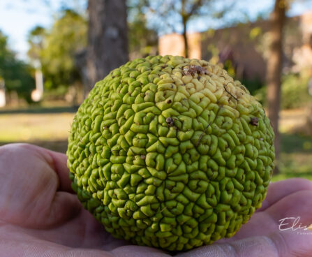 Maclura pomifera harilik makluura (2)