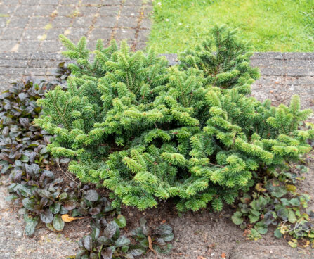 Abies koreana korea nulg