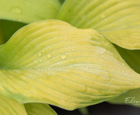 1430_10472_Hosta_Rascal__4.jpg