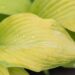 1430_10472_Hosta_Rascal__4.jpg