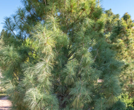 Pinus wallichiana pisarmänd