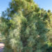 Pinus wallichiana pisarmänd