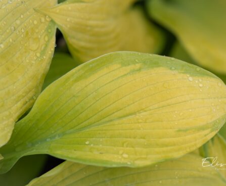 1430_10473_Hosta_Rascal__2.jpg