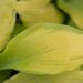 1430_10473_Hosta_Rascal__2.jpg