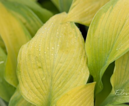 1430_10474_Hosta_Rascal__3.jpg