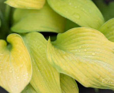 1430_10475_Hosta_Rascal__5.jpg