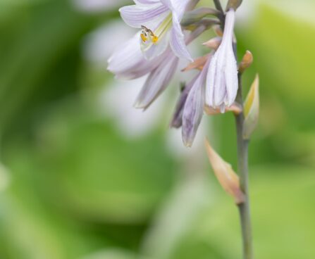 1430_10478_Hosta_Rascal__8.jpg