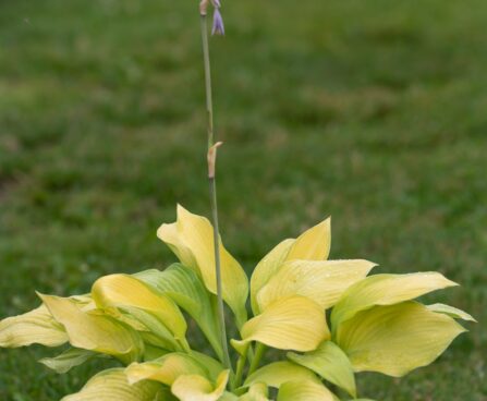 1430_10479_Hosta_Rascal__9.jpg