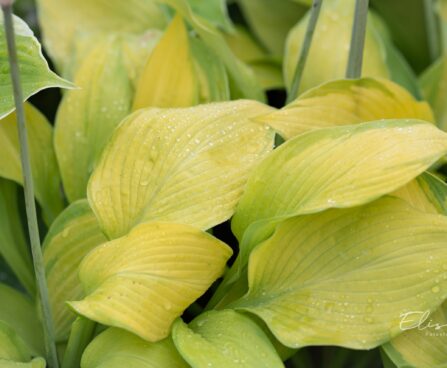 1430_10480_Hosta_Rascal_.jpg