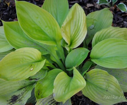 1434_4309_Hosta_Sum_and_Substance_.jpg