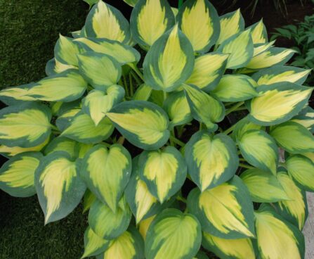 Hosta Forbidden Fruit Dit
