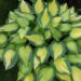 Hosta Forbidden Fruit Dit