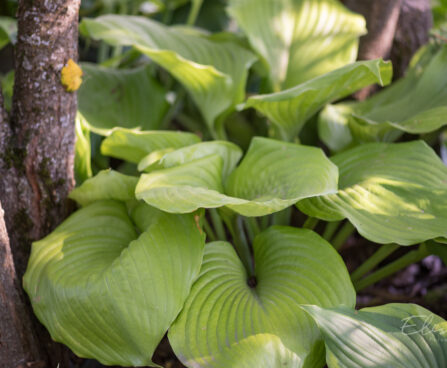 1434_9305_Hosta_Sum_and_Substance__2.JPG