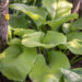 1434_9305_Hosta_Sum_and_Substance__2.JPG