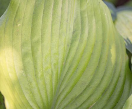 1434_9306_Hosta_Sum_and_Substance_.JPG