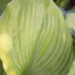 1434_9306_Hosta_Sum_and_Substance_.JPG