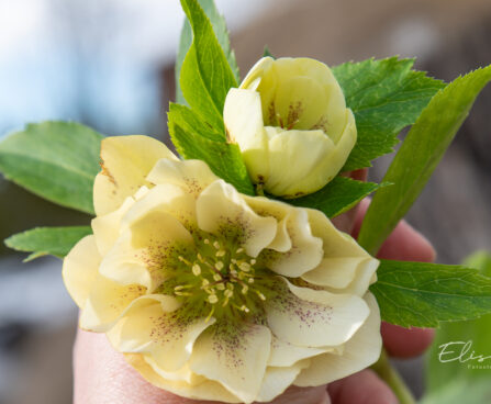 Helleborus orientalis `Double Ellen Yellow Spotted` lumeroos (3)