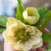 Helleborus orientalis `Double Ellen Yellow Spotted` lumeroos (3)