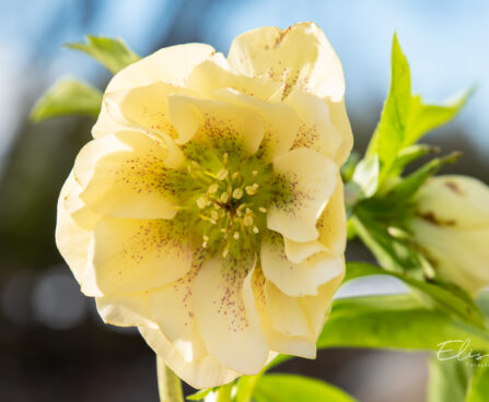 Helleborus orientalis `Double Ellen Yellow Spotted` lumeroos (4)
