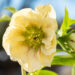 Helleborus orientalis `Double Ellen Yellow Spotted` lumeroos (4)
