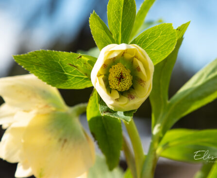 Helleborus orientalis `Double Ellen Yellow Spotted` lumeroos (5)