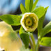 Helleborus orientalis `Double Ellen Yellow Spotted` lumeroos (5)