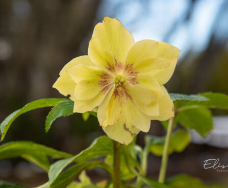 Helleborus orientalis `Double Ellen Yellow Spotted` lumeroos (6)