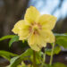 Helleborus orientalis `Double Ellen Yellow Spotted` lumeroos (6)