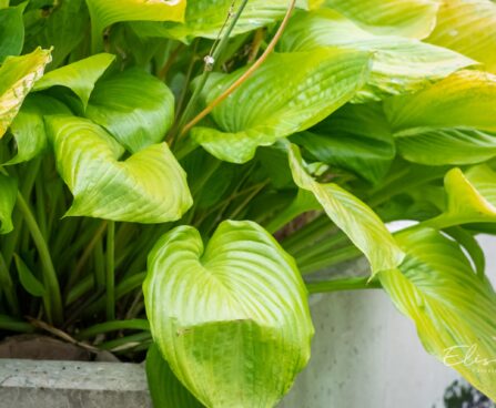 1434_9669_Hosta_Sum_and_Substance_.jpg