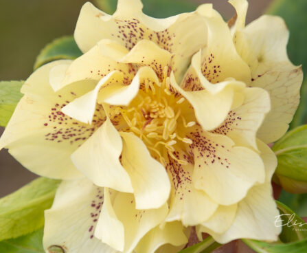 Helleborus orientalis `Double Ellen Yellow Spotted` lumeroos (1)