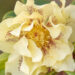 Helleborus orientalis `Double Ellen Yellow Spotted` lumeroos (1)