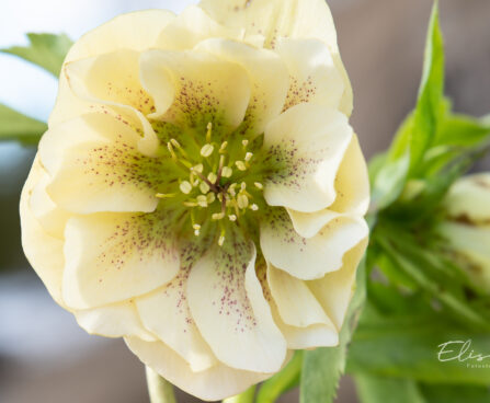 Helleborus orientalis `Double Ellen Yellow Spotted` lumeroos (2)