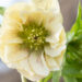 Helleborus orientalis `Double Ellen Yellow Spotted` lumeroos (2)