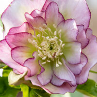 Helleborus orientalis `Double Ellen Picotee` lumeroos (4)