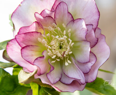 Helleborus orientalis `Double Ellen Picotee` lumeroos (4)